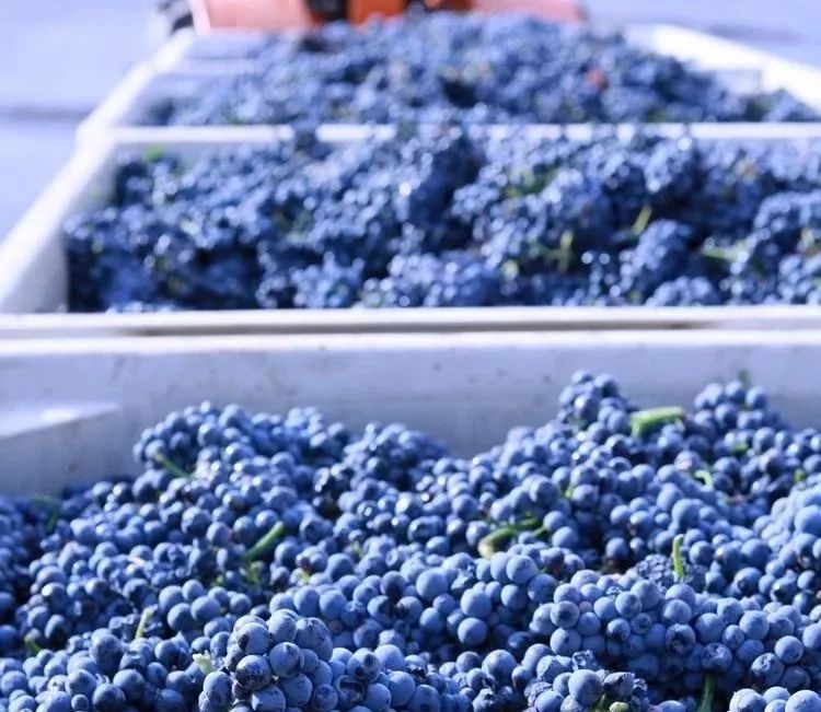 xc体育_26日意甲推荐:国际米兰VS佛罗伦萨(图2) xc sports