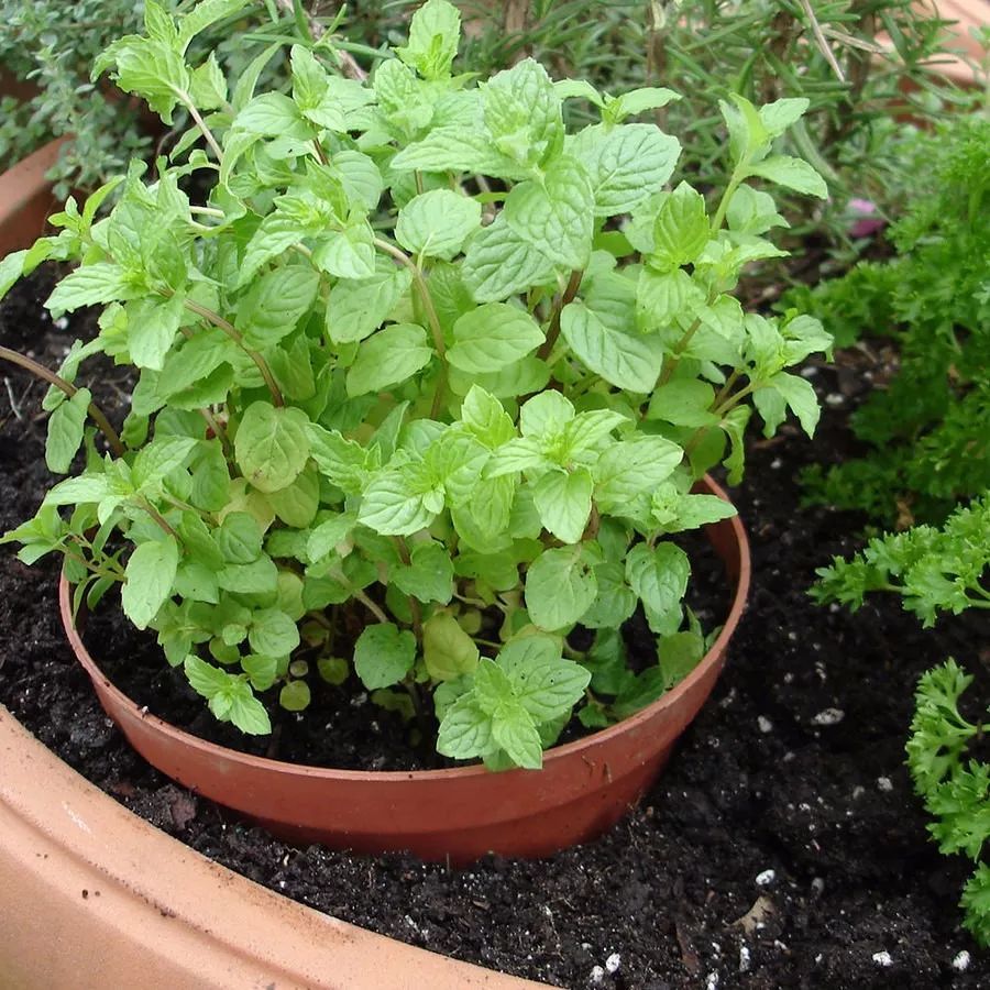 xc体育:津媒:女足不适合聘洋帅 马良行退居二线久短板大(图1) xc体育