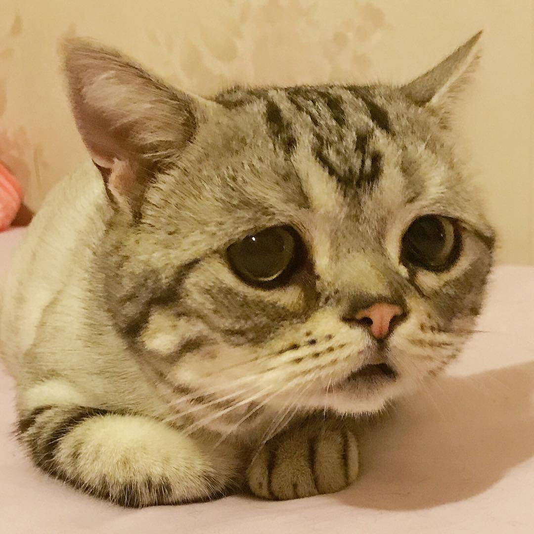 【xc体育】“五星级”火锅海底捞果然不简单,它成功“抢”回了这个!(图2) xc体育