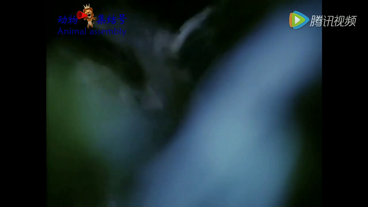 唐封泰山乐章。雍和|xc sports(图4) xc sports